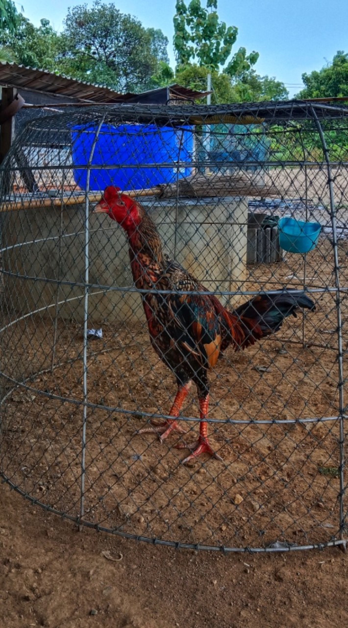 ซุ้มลำไก่งาม🫶