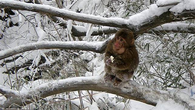 7縣市有望見雪 這時間 機率最高 三立新聞網 Line Today