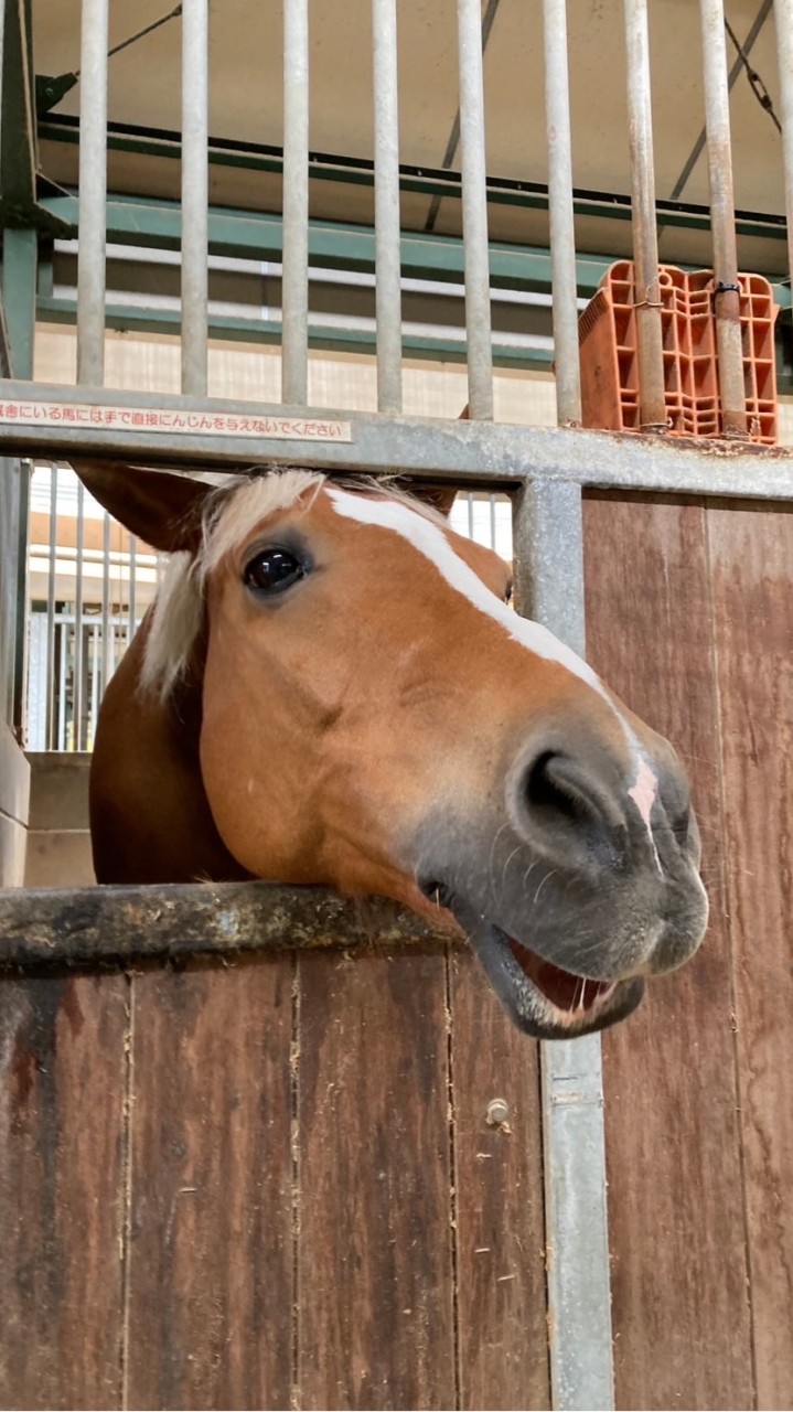 乗馬・競馬大好き仲間集まれ〜(*´꒳`*)🏇のオープンチャット