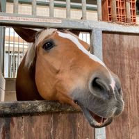 乗馬・競馬大好き仲間集まれ.ᐟ.ᐟ🏇