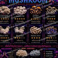 Landshroom เห็ดทริป LSD DmT