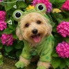 犬が大好き💕な人集まれ