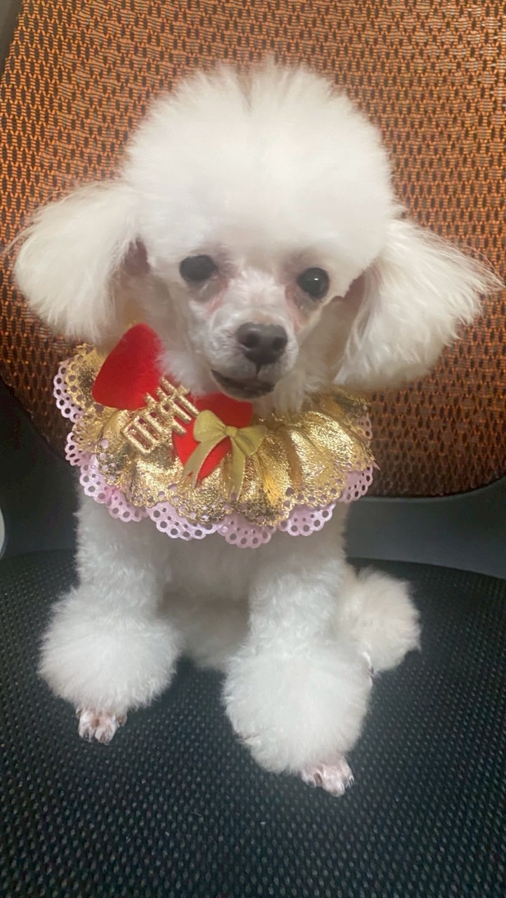 小燕子