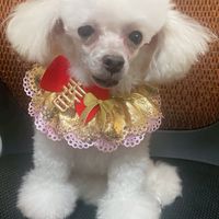 小燕子