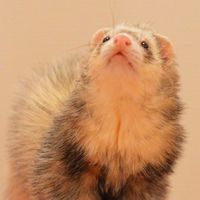 鼬【💩】フェレットのお通じ @ナルヘソ フェレット