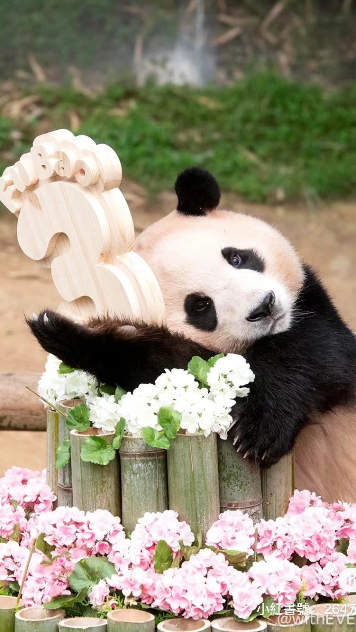 屋哩福寶우리 푸바오🐼