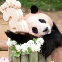 屋哩福寶우리 푸바오🐼