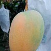 我愛夏雪-芒果🥭