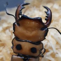 ร้านขายด้วงสาธารณะ by TBBC