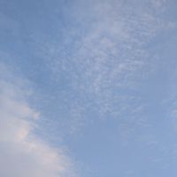 のら猫限定♪きままに生きてるようで、頑張ってる！