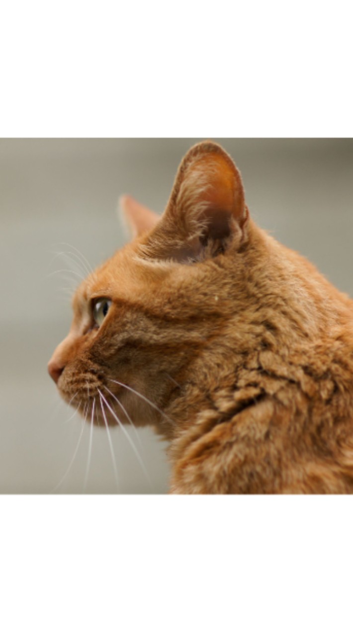 のら猫限定♪きままに生きてるようで、頑張ってる！