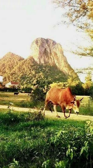 มิตรภาพวัวชน