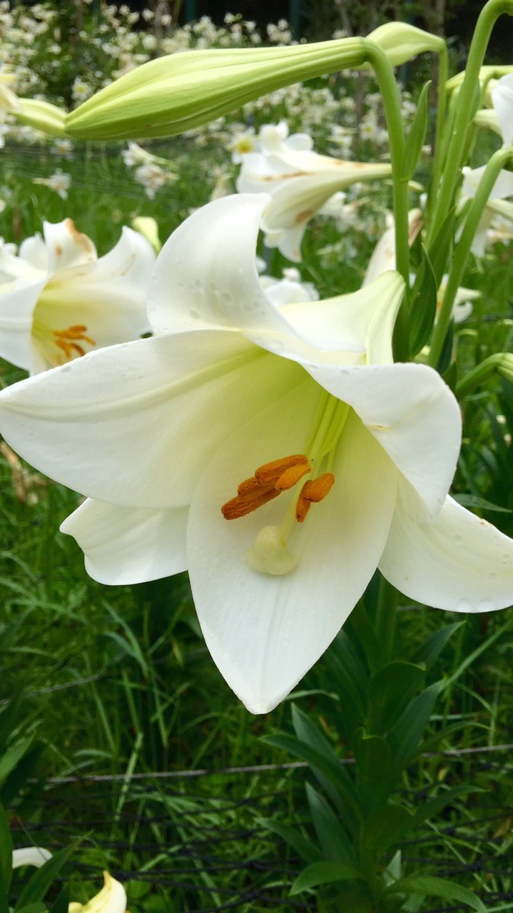 樂瑜珈·廣場舞