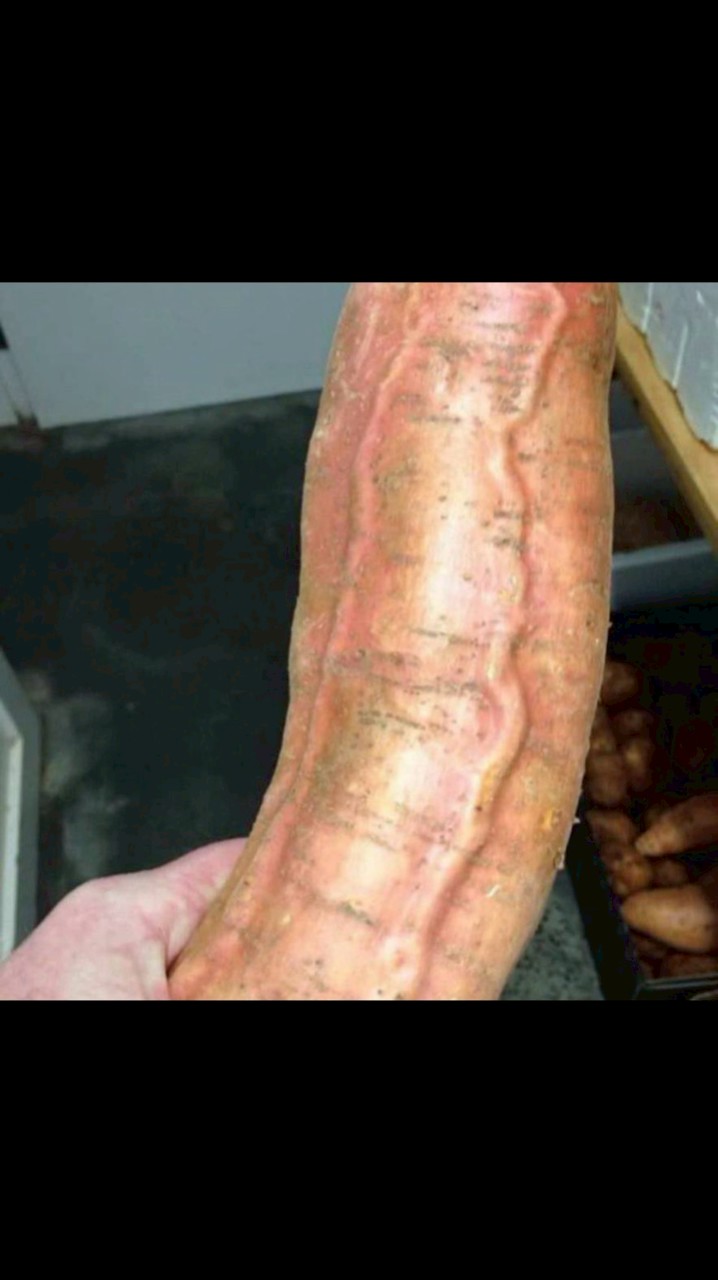 神奇的紅花會長—台北吃喝十日十人干女未團長資訊免費招集令，免團費，免介紹費，限時限量發出，現主時。