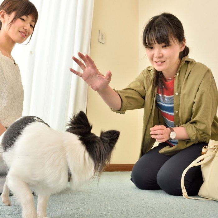 犬目線でわかった吠える理由 吠えるのをやめさせるには