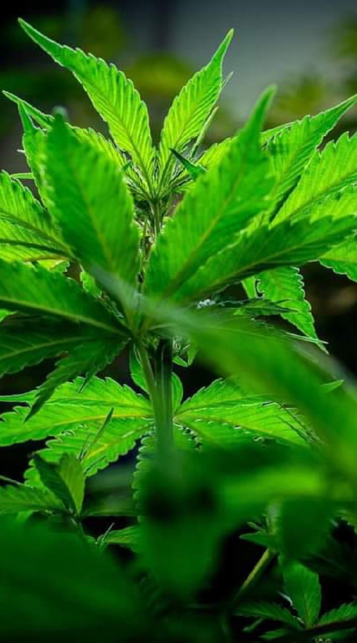 กัญชาเพื่อเกษตร