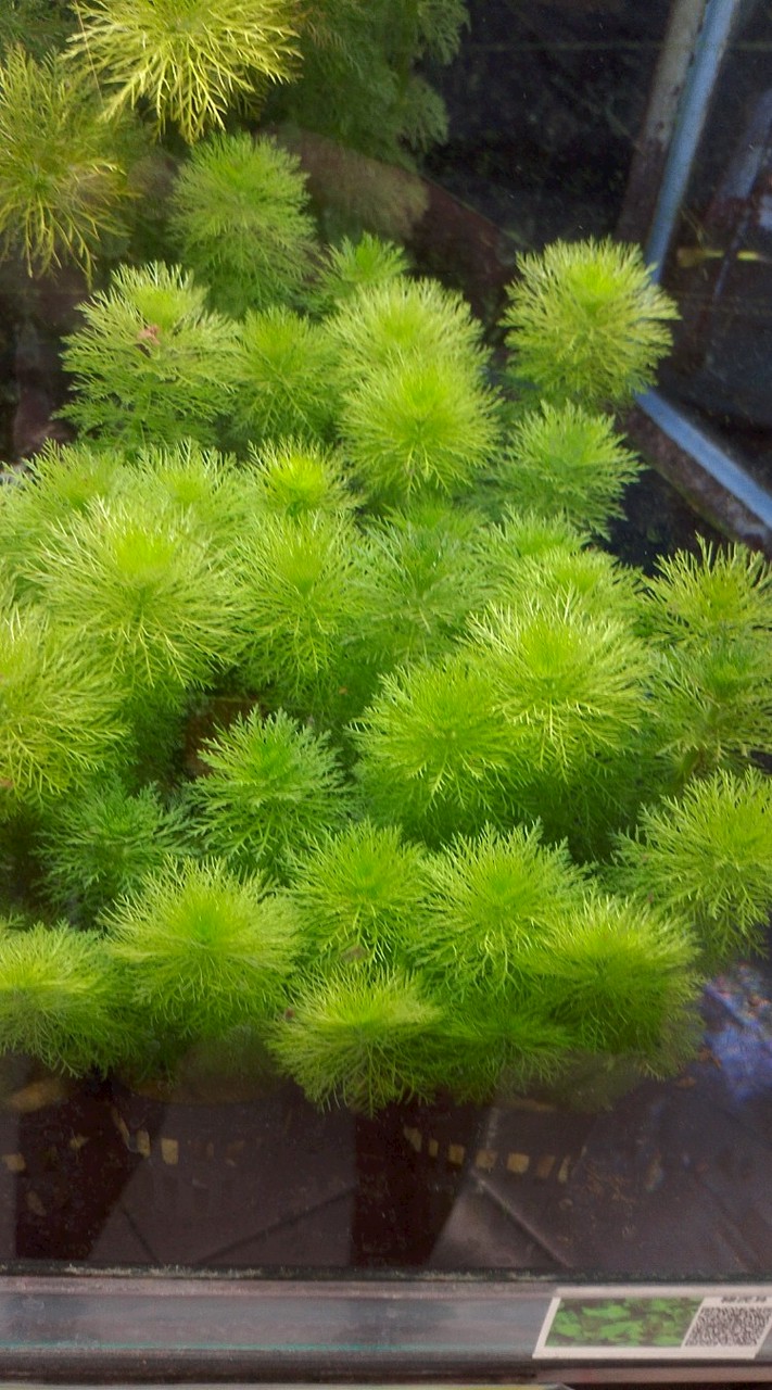 扉雀生物技術交流（寵物特區）
