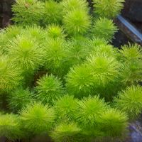 扉雀生物技術交流（寵物特區）
