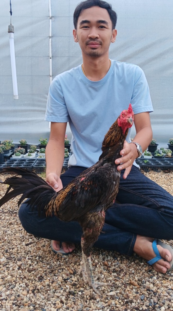 ครูฟร้องซ์ไก่ชนฟาร์ม
