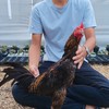 ครูฟร้องซ์ไก่ชนฟาร์ม
