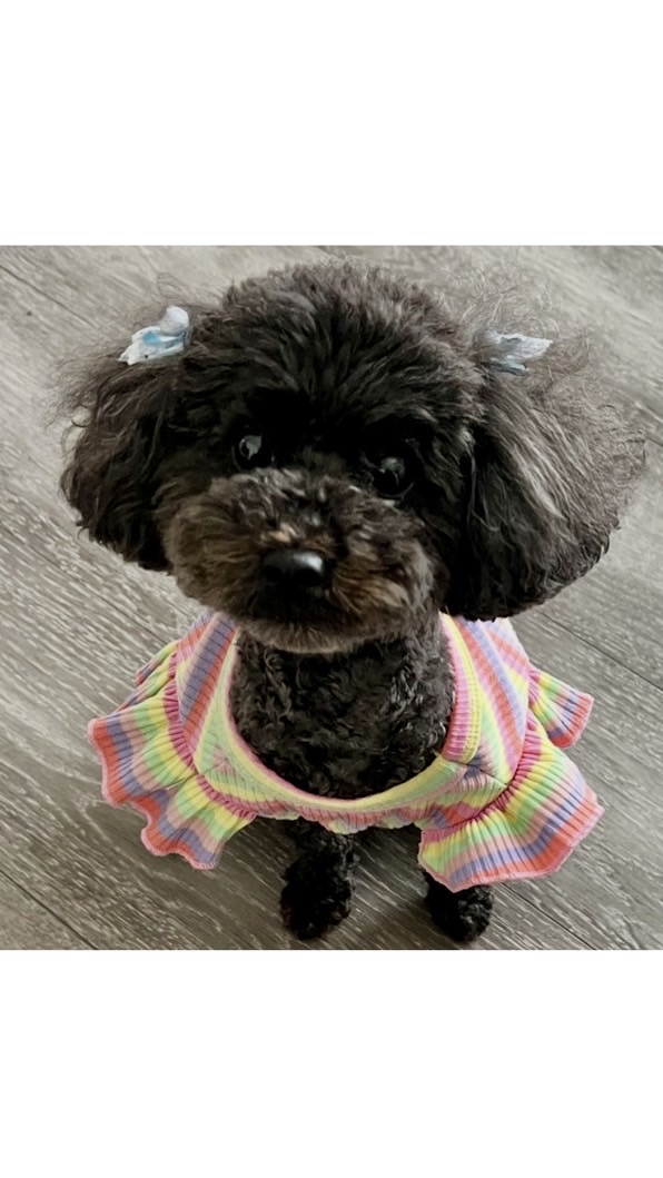 迷子犬リンダ　無事発見しました！　ご協力ありがとうございました。