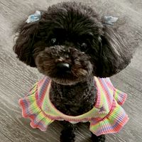 迷子犬リンダ　無事発見しました！　ご協力ありがとうございました。