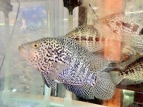 『竹南美食』(苗栗竹南星巴克旁美食、海鮮、平價快炒、燒烤、特色火鍋專賣)- 全家聚餐、宴客、聯誼、公司聚會－倪倪逛時尚-紅瓦舍x阿宗師 羊肉爐 泰國蝦直擊分享