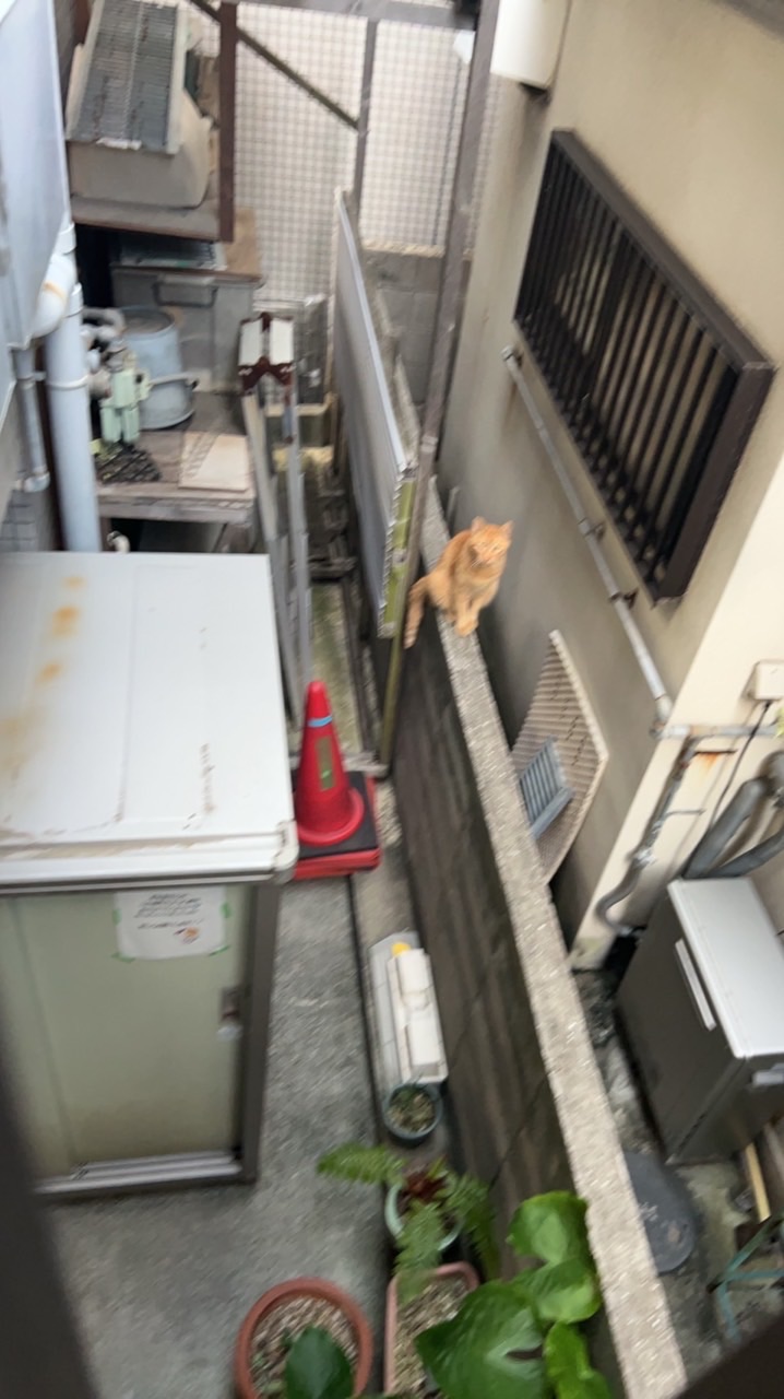 コソコソ神社Le