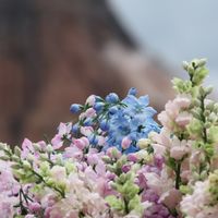 ディズニーホテルが好きな人の広場