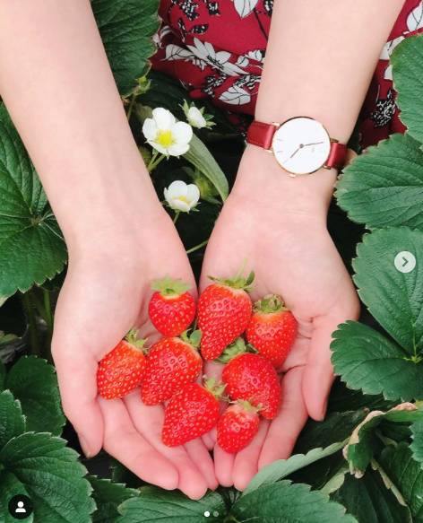 （圖片來源／IG ＠louise.daily）