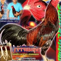 ซุ้มวีระชัยไก่ชน แหล่งเพาะพันธุ์สายเลือดชมรมราชบุรี(เสี่ยเผือก)