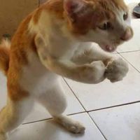 這一拳喵下去你會被萌死