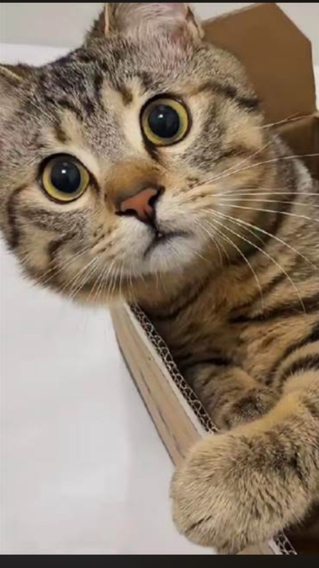 傳說對決賽事資訊 戰況討論群