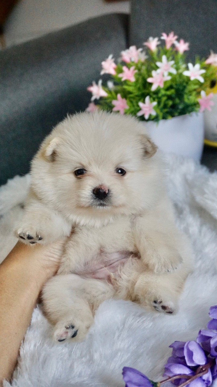 สุนัขปอมปอม 🐶
