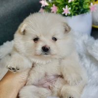 สุนัขปอมปอม 🐶