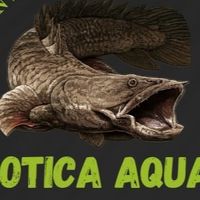 Exotic Aquatic