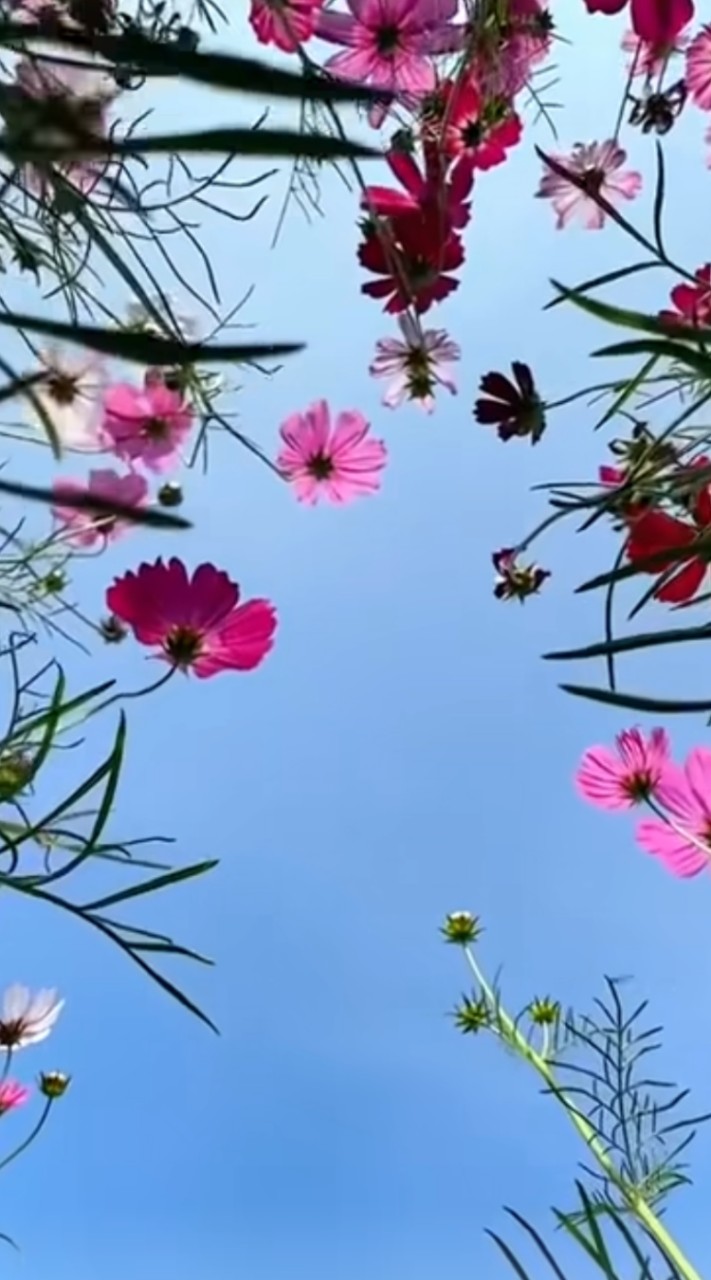 蘇（2）