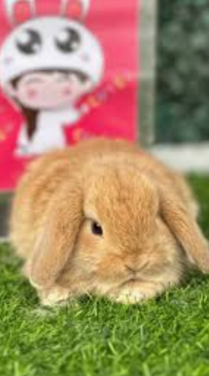 🐰🐇น้องกระตุ้ย🐰🐇