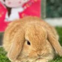 🐰🐇น้องกระตุ้ย🐰🐇