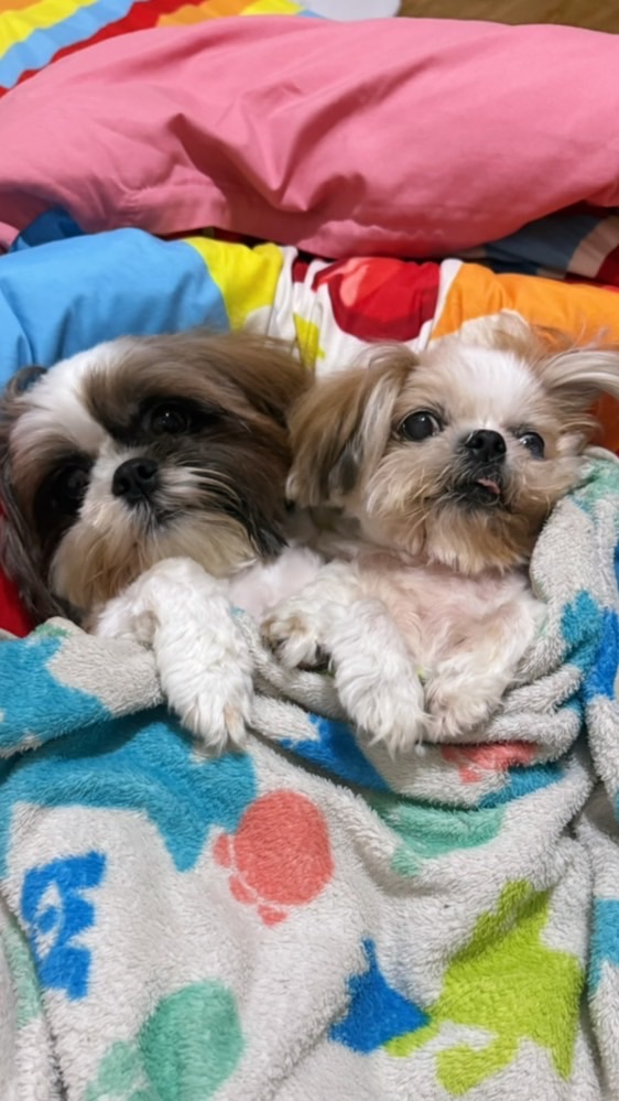 西施犬 狗狗聚在一起