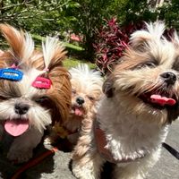 西施犬 狗狗聚在一起