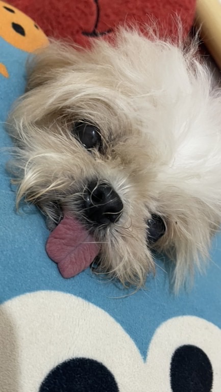 西施犬 狗狗聚在一起