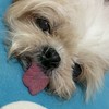 西施犬 狗狗聚在一起