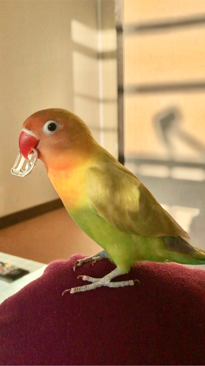 ボタンインコ🦜LOVERS集合‼️❤️