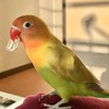 ボタンインコ🦜LOVERS集合‼️❤️