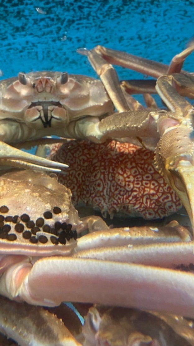 興安活海產
