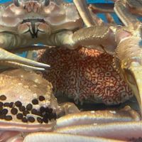 興安活海產