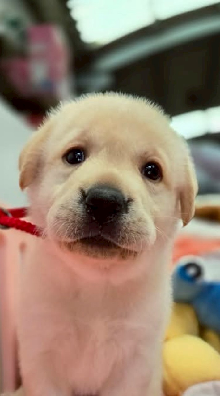 日新犬舍-幼犬詢問