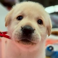 日新犬舍-幼犬詢問