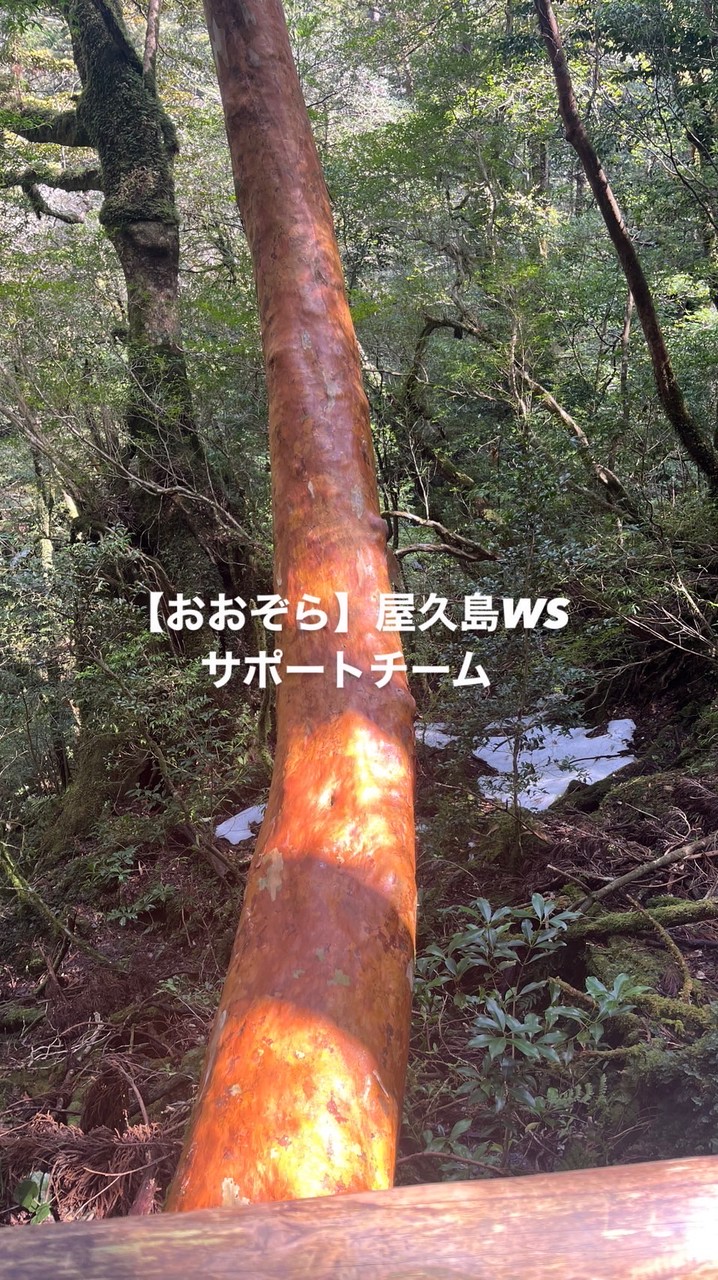 屋久島ワークショップサポート